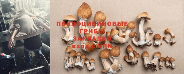 индика Белокуриха